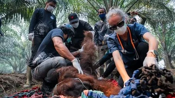 Begini Kondisi Orang Utan yang Tergeletak di Kebun Usai Kena Asap Karhutla