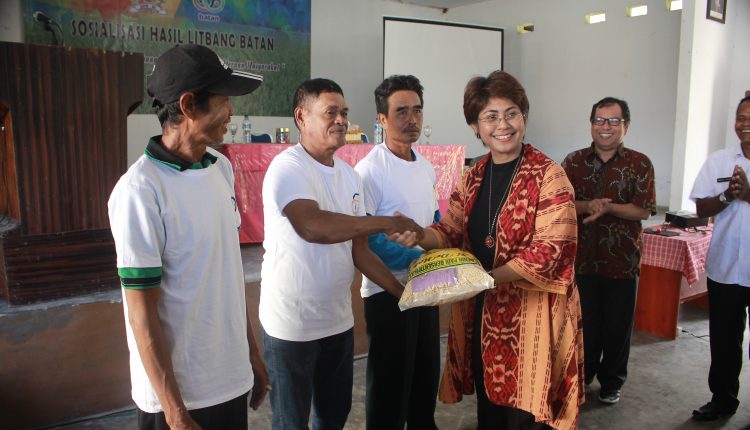 Anggota Komisi VII, Mercy Chriesty Barends menyerahkan 500 Kg bibit padi hasil riset Tenaga Nuklir Nasional (BATAN) kepada delapan kelompok tani di kabupaten Seram Bagian Barat (SBB)